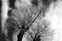 IMG_7679bw