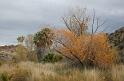 IMG_7414aA