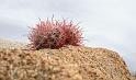 IMG_7424aA