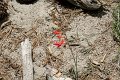 IMG_7989_1