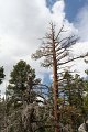 IMG_7992_1