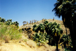 palmcanyon4w